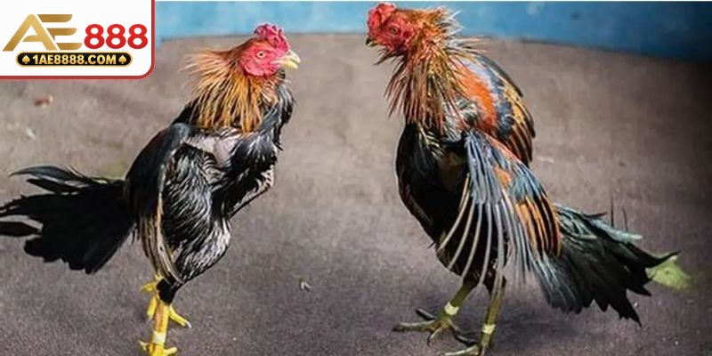 Giải đáp câu hỏi để hiểu hơn tỷ lệ kèo