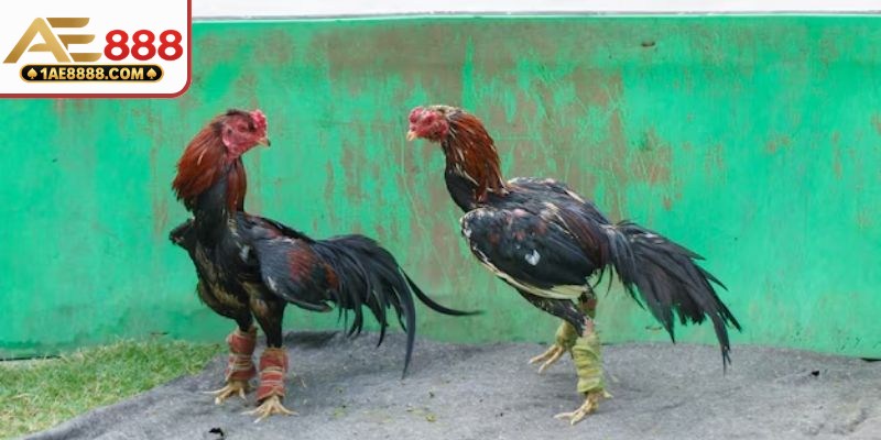 Nội dung giải đáp đầy đủ về bồ gà C2 ở đâu