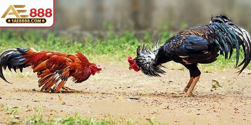 Điểm khác trong quy mô tổ chức đá kê