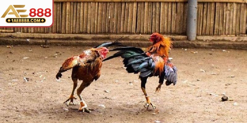 Hình thức tranh tài cự sắt đầy kịch liệt