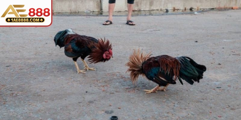 Dạng cược chấp tỷ số theo sức lực gà đá