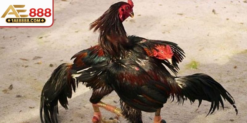Khu vực phát sóng từ trụ sở đặt ở nước ngoài