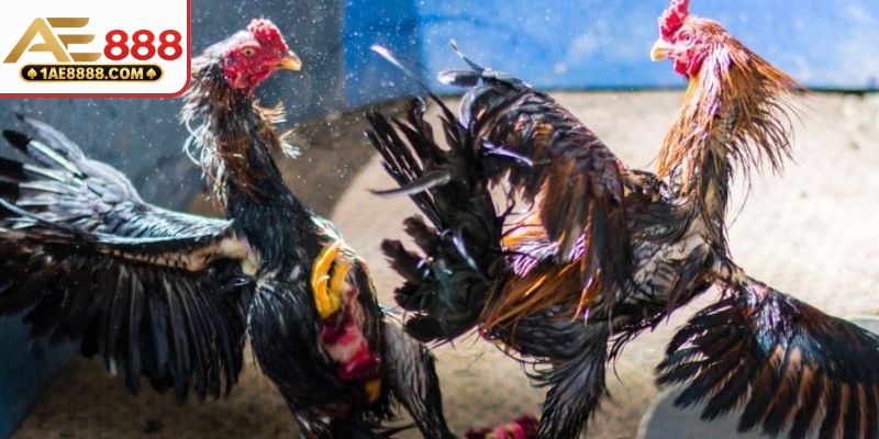 Tổng quan về câu hỏi bồ gà c5 ở đâu