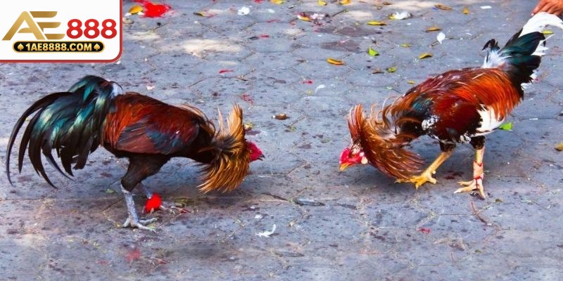 Hình thức đấu kê bằng cựa sắt siêu nhanh
