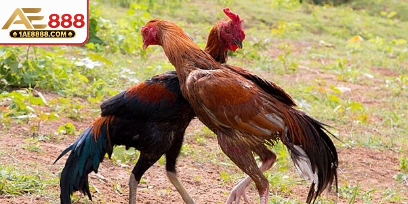 Sơ lược về bồ gà vĩnh hội đông