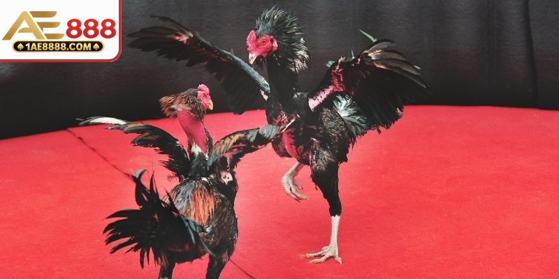 Luật quy định về vũ khí sử dụng
