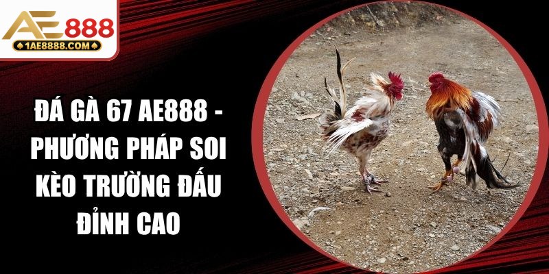 Đá Gà 67