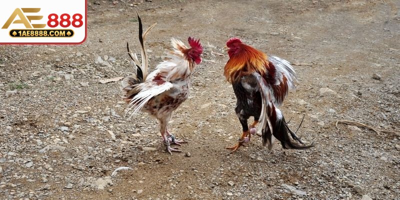 Không gian chọi kê trực tuyến đầy thu hút