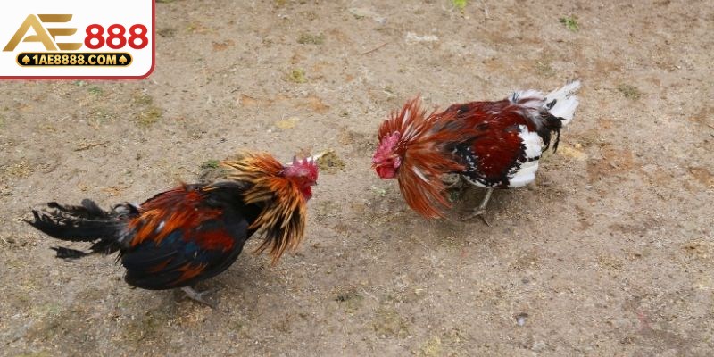 Tìm hiểu nội dung nổi bật trong sảnh cá cược chọi kê