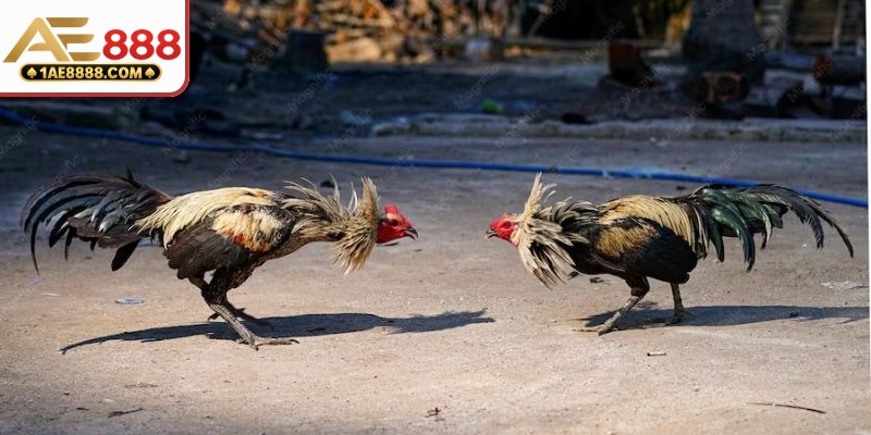 Loài gà Peru có tốc độ ra đòn nhanh