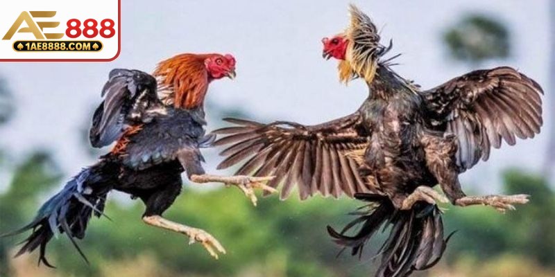 Nguồn gốc ra mắt của đá gà cựa dao