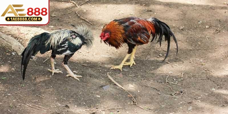Chú ý check đường truyền trước khi xem