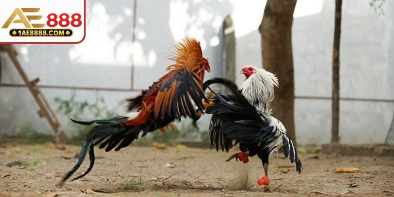 Điểm đặc biệt của đá gà cựa sắt