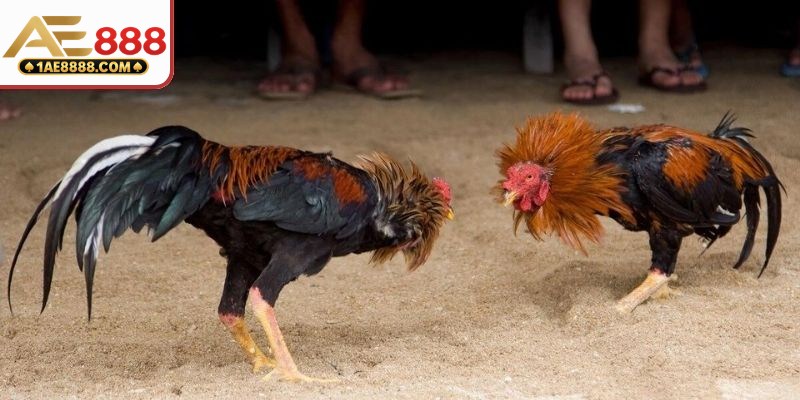 Quy tắc để chọn đối thủ ghép cặp đấu