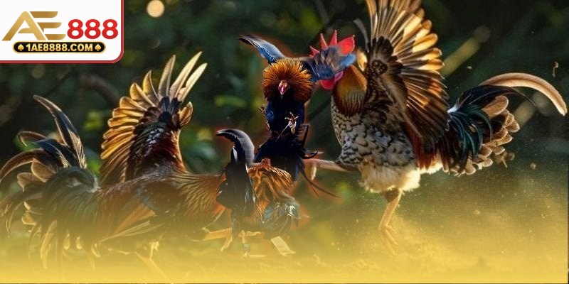 Hình thức chọi kê thi đấu kịch tính nhất