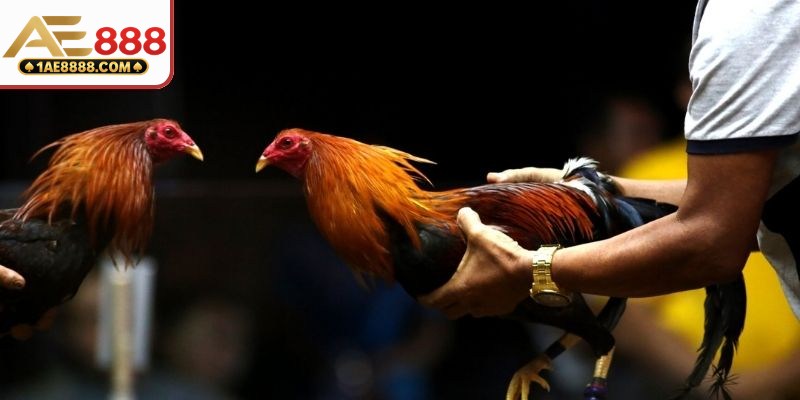 Đặc điểm nhận diện chiến kê thi đấu đỉnh cao trên sân