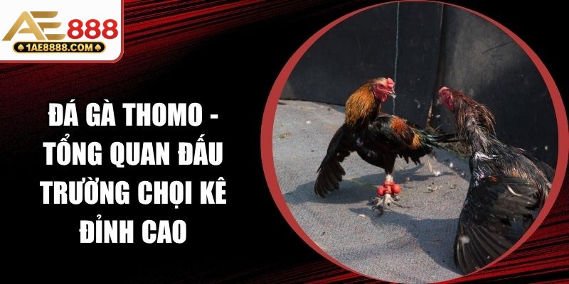 Đá Gà Thomo