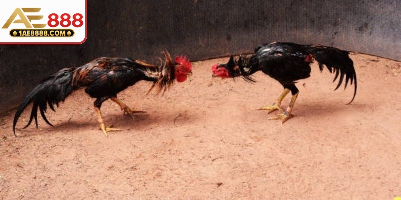 Giới thiệu chung về đá gà trực tiếp hôm nay
