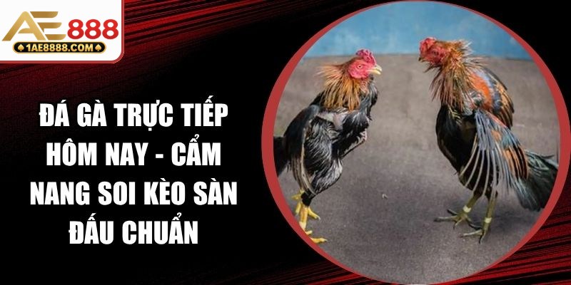 Đá Gà Trực Tiếp Hôm Nay