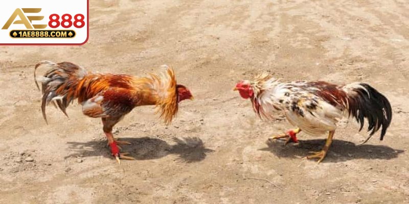 Màn chạm trán giữa Xanh Sắt với Tía Lửa