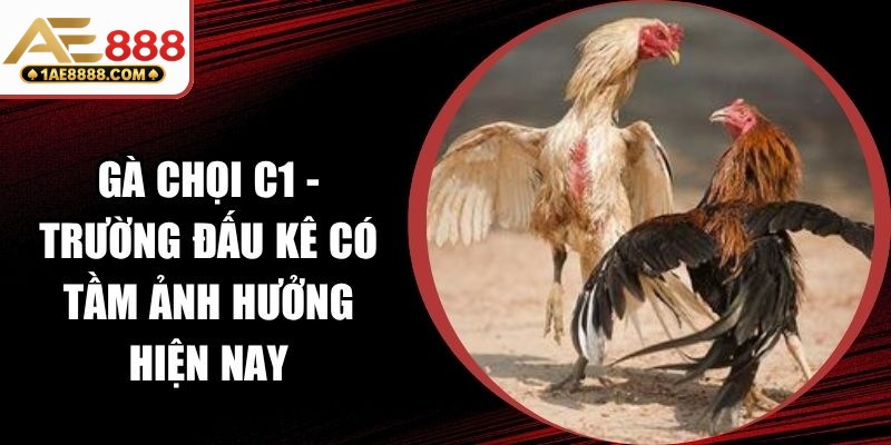 Gà Chọi C1