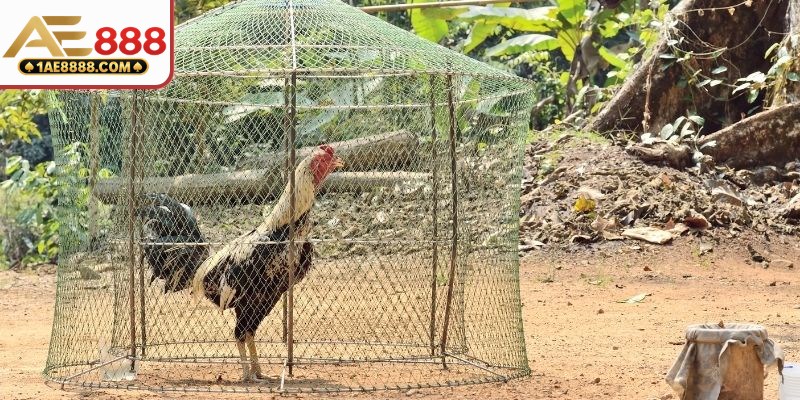 Cách lựa chọn kê đá dựa vào đôi chân và vảy