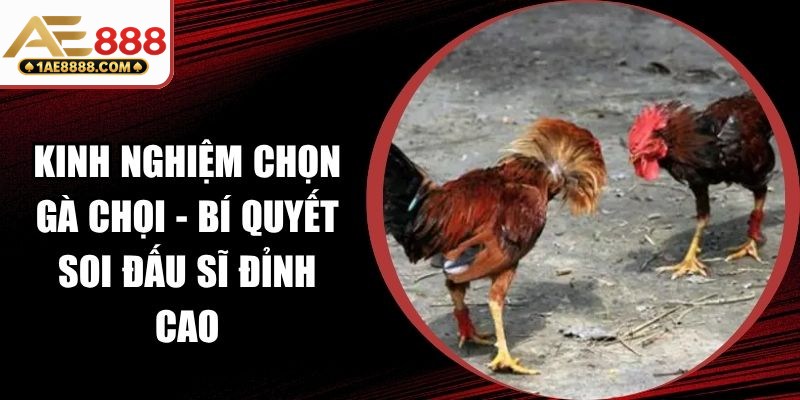 Kinh Nghiệm Chọn Gà Chọi